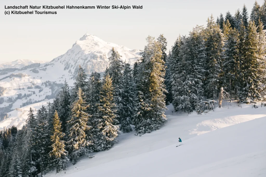 Landschaft Natur Kitzbuehel Hahnenkamm Winter Ski-Alpin Wald skier on the snowy slopes of Kitzbuhel