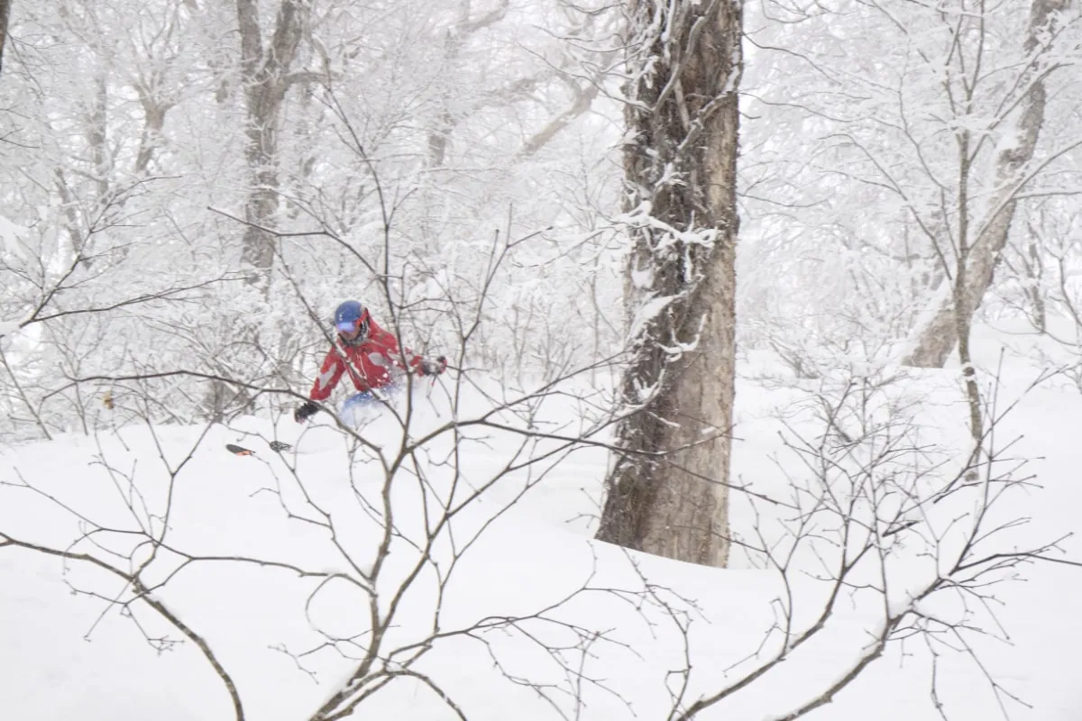 Nozawa-Japan-1 Skiing trees in Nozawa Onsen, Japan