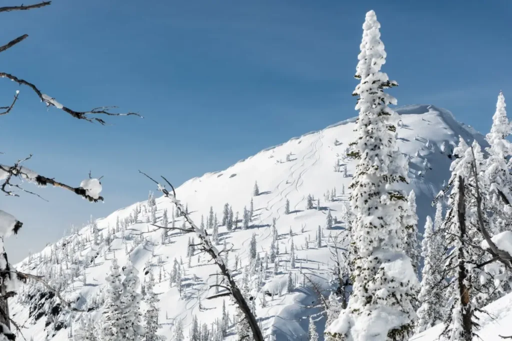 fresh tracks on the Powder Highway