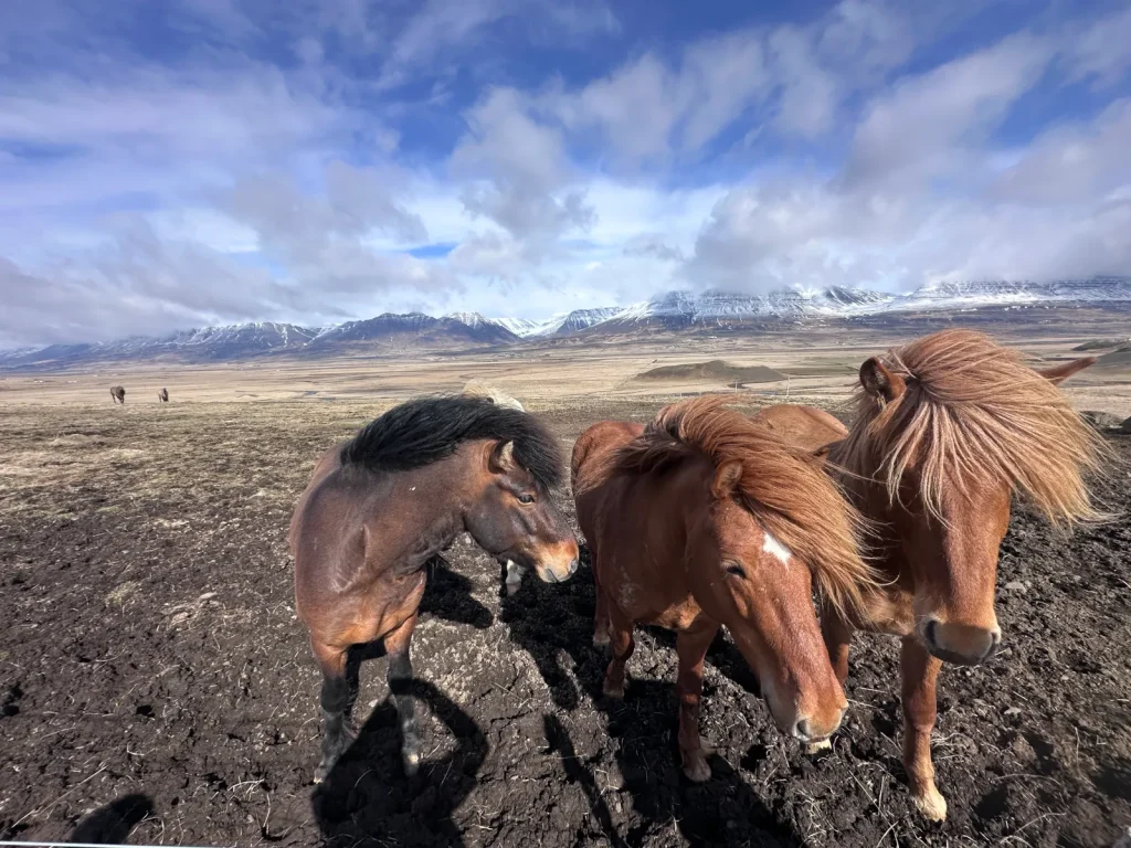 Horses on a plain in Iceland